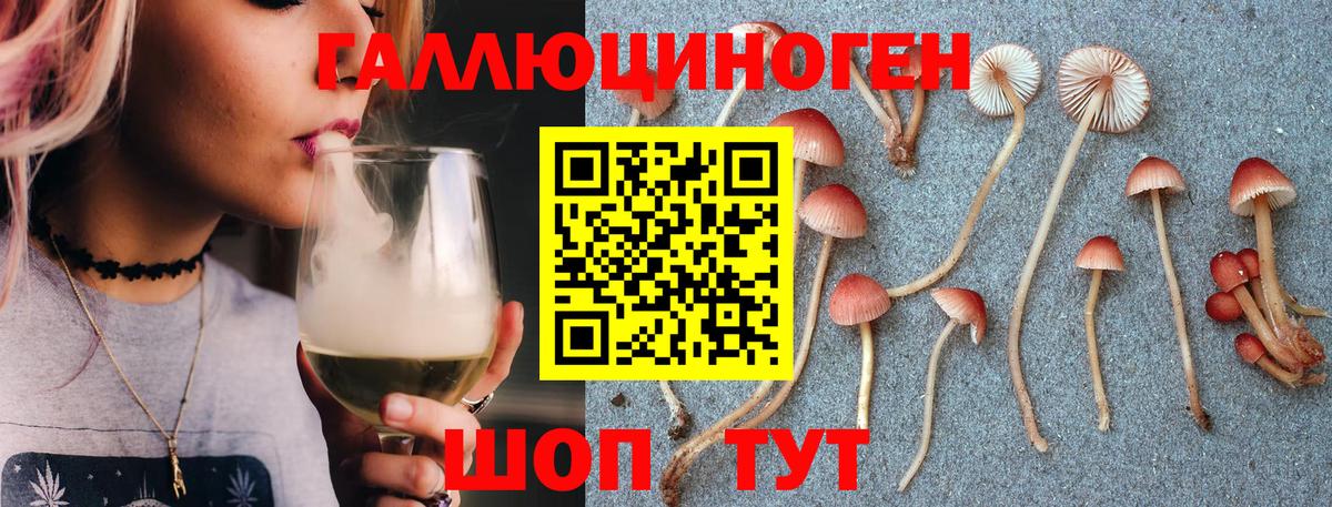 Галлюциногенные грибы Psilocybe Вологда